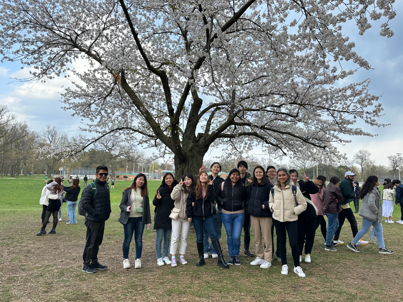 Cherry Blossoms at High Park